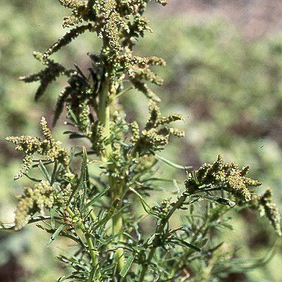 Amaranthus brownii