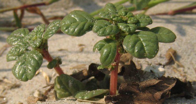 Amaranthus pumilus