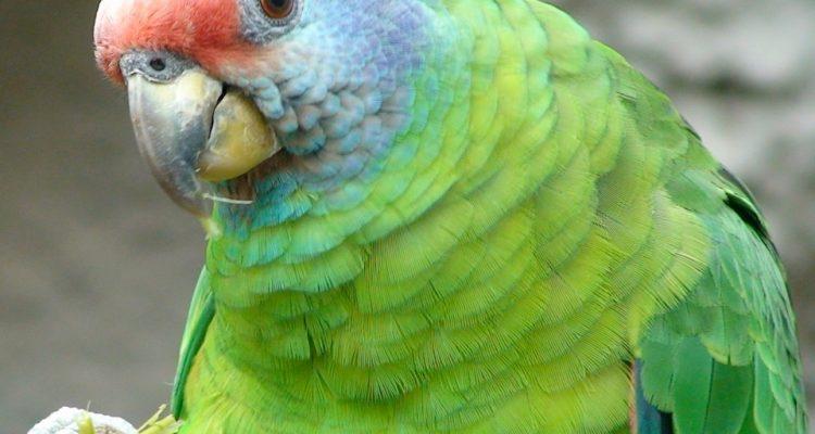 Amazona brasiliensis