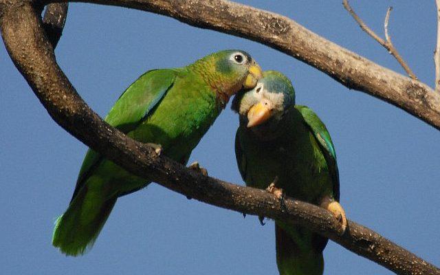 Amazona collaria