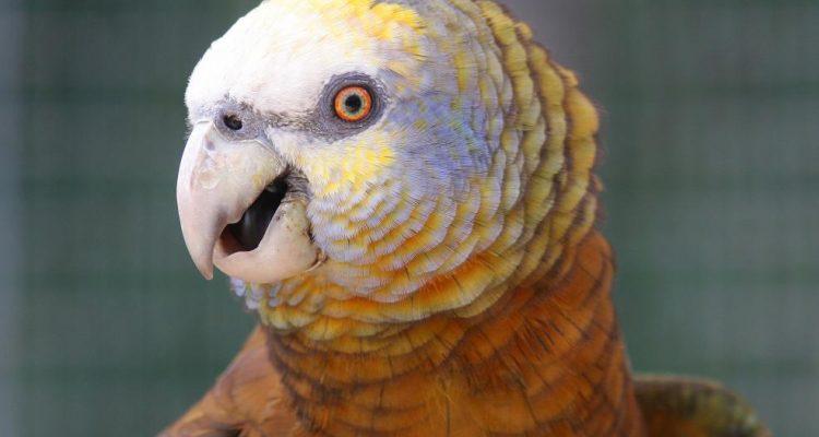 Amazona guildingii