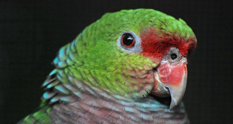 Amazona vinacea