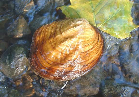 Amblema neislerii