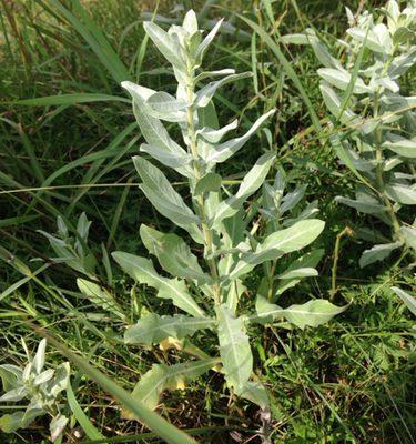 Ambrosia cheiranthifolia