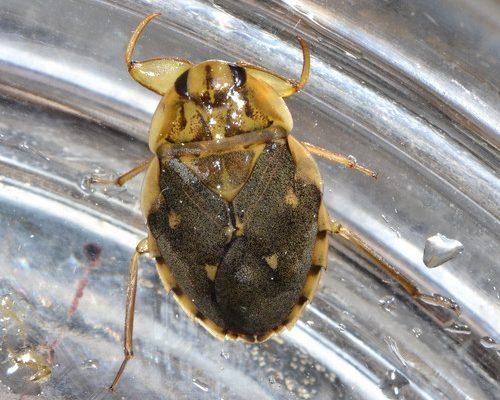 Ambrysus amargosus