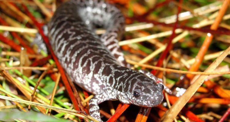 Ambystoma bishopi