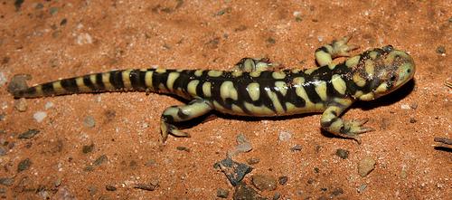 Ambystoma tigrinum stebbinsi