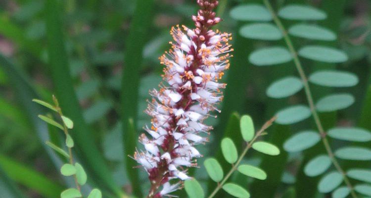 Amorpha crenulata