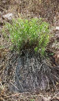 Amsonia kearneyana