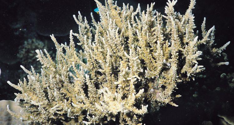 Anacropora spinosa