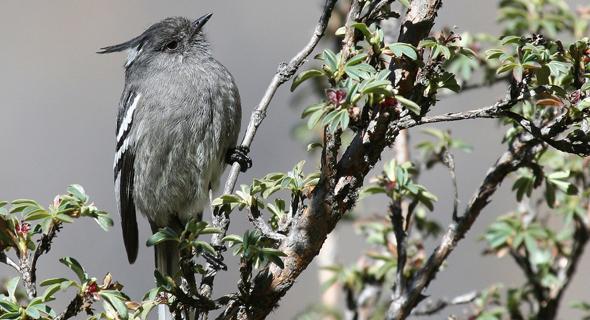 Anairetes alpinus
