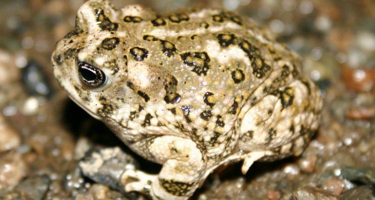 Anaxyrus californicus