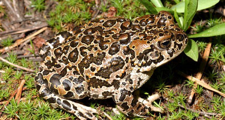 Anaxyrus canorus