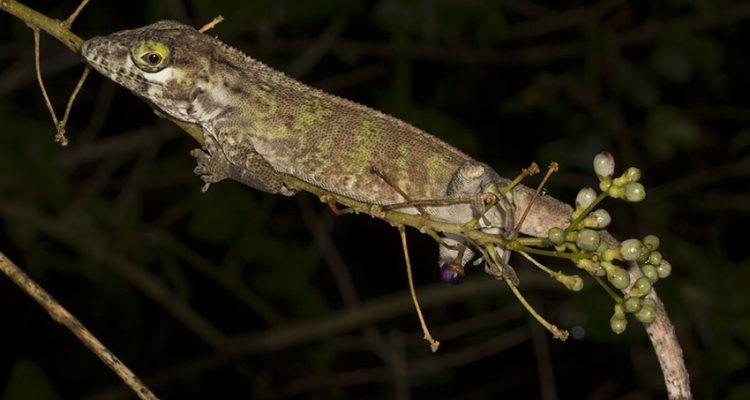 Anolis roosevelti