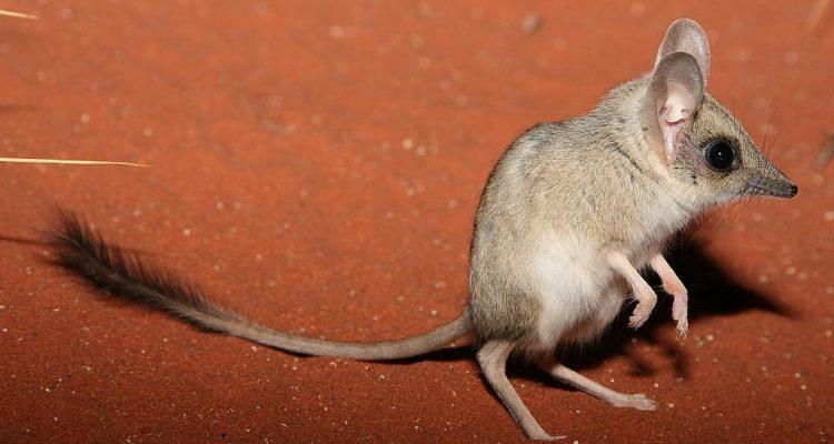 Antechinomys laniger