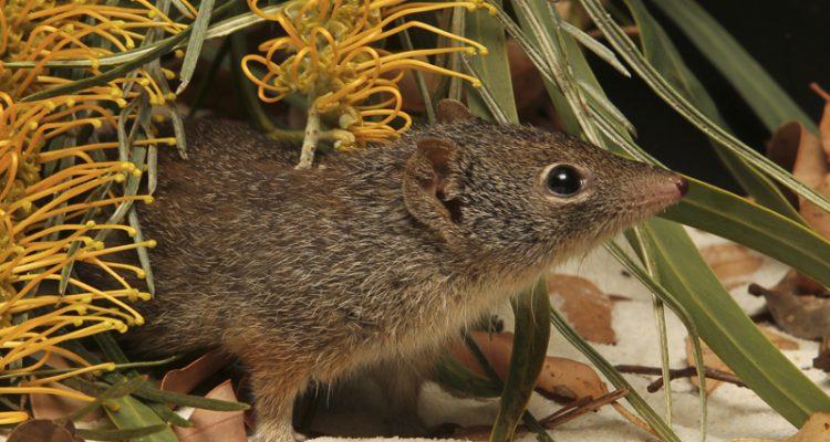 Antechinus apicalis
