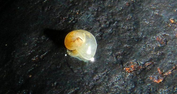 Antrobia culveri