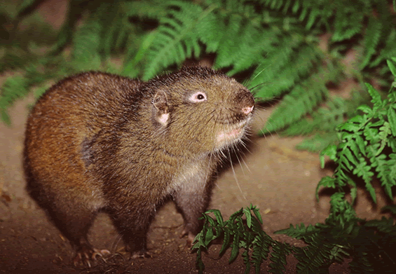 Aplodontia rufa nigra
