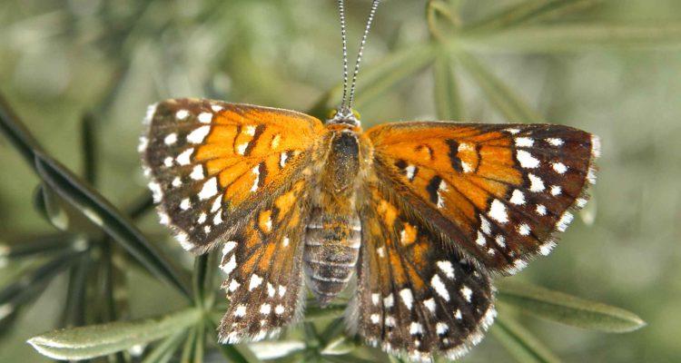 Apodemia mormo langei