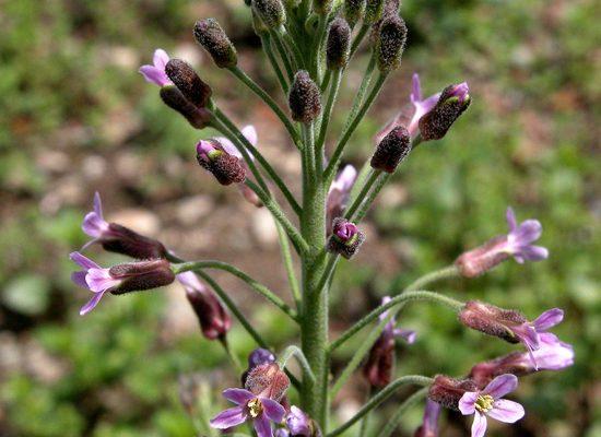 Arabis hoffmannii