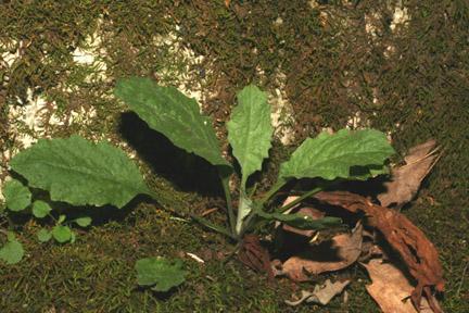 Arabis perstellata