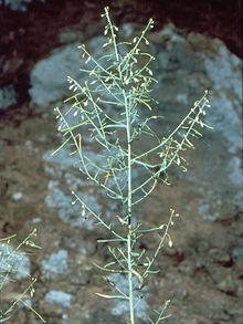 Arabis serotina