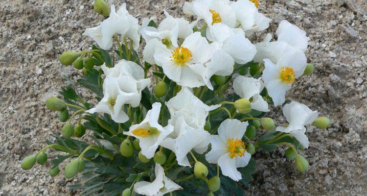 Arctomecon humilis
