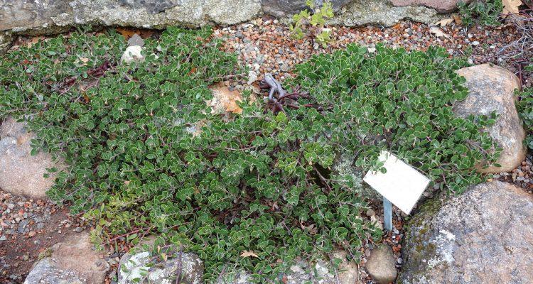 Arctostaphylos hookeri var. ravenii