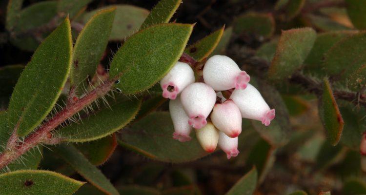Arctostaphylos myrtifolia
