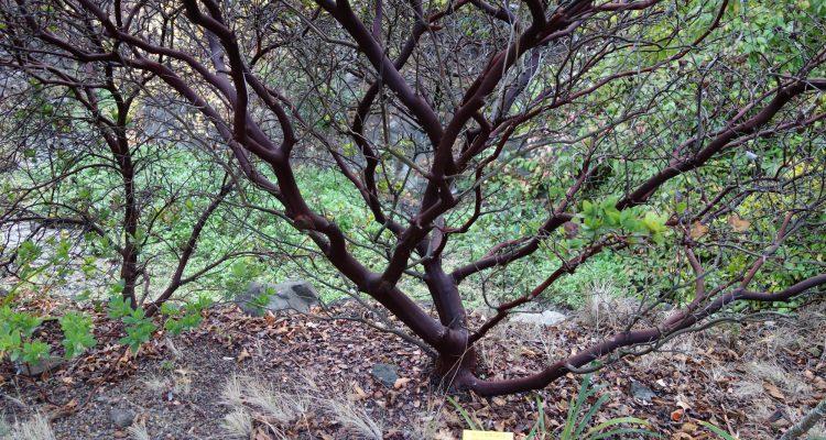 Arctostaphylos pallida