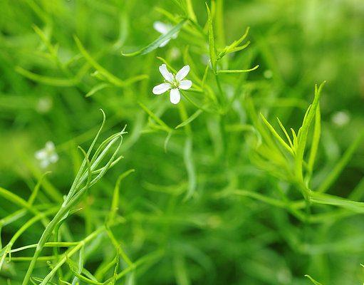 Arenaria paludicola