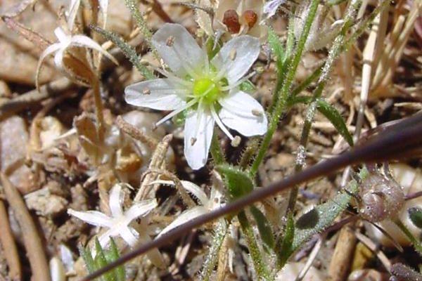 Arenaria ursina