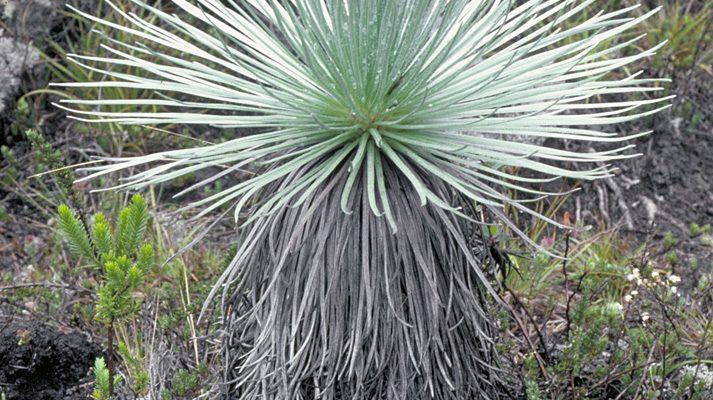 Argyroxiphium kauense