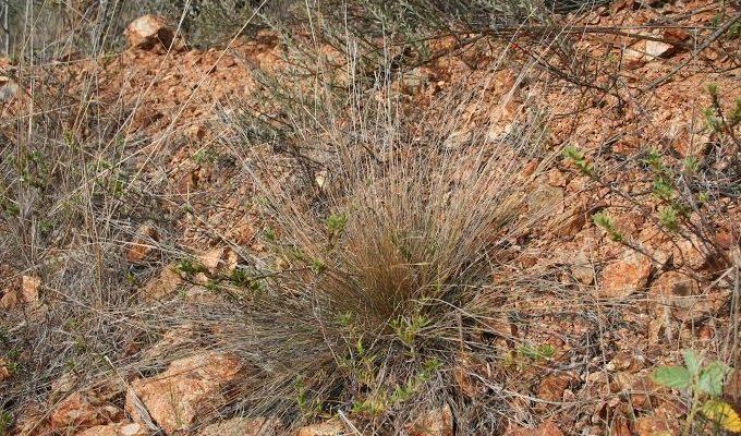 Aristida portoricensis