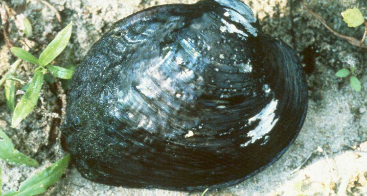 Arkansia wheeleri