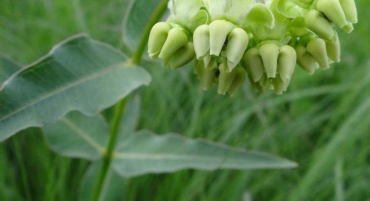 Asclepias meadii