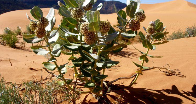Asclepias welshii