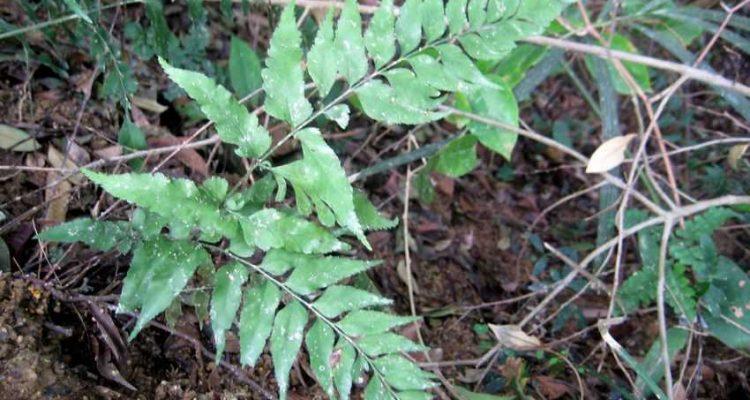 Asplenium dielfalcatum