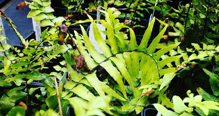 Asplenium dielpallidum
