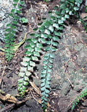 Asplenium fragile insulare