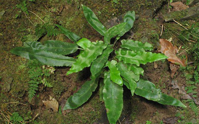 Asplenium scolopendrium var. americanum