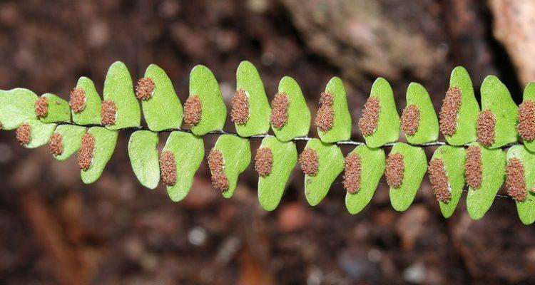 Asplenium unisorum