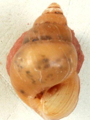Assiminea pecos