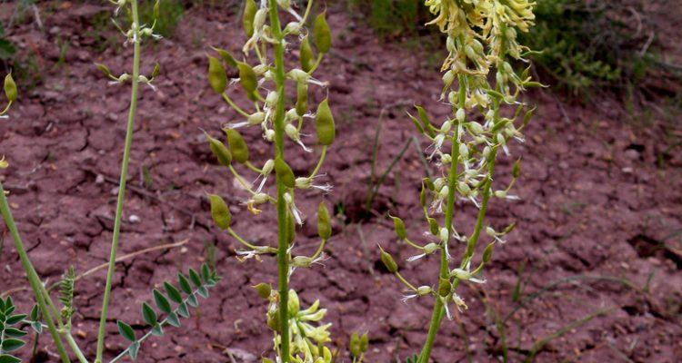 Astragalus ampullarioides