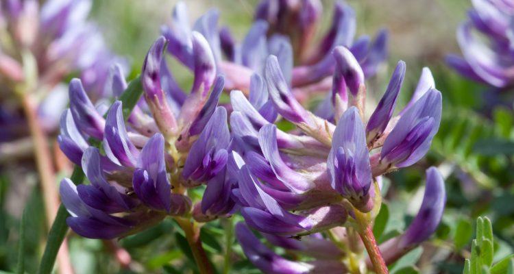 Astragalus bibullatus