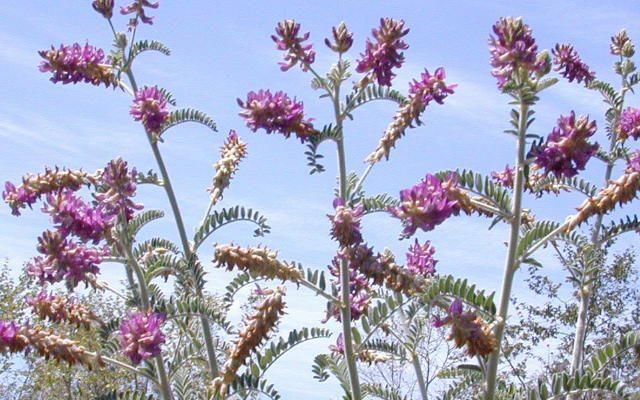 Astragalus brauntonii