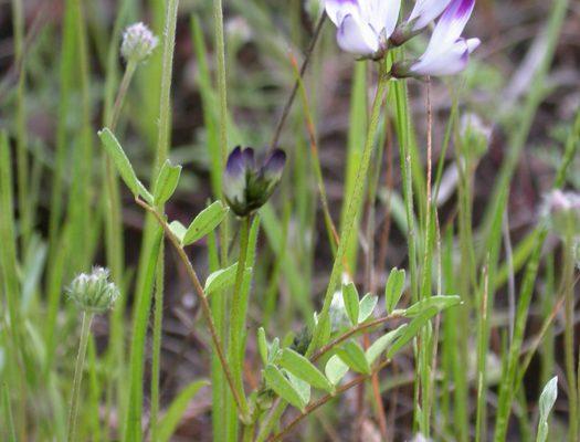 Astragalus clarianus