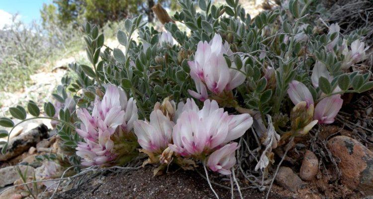 Astragalus desereticus