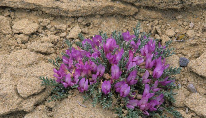 Astragalus humillimus