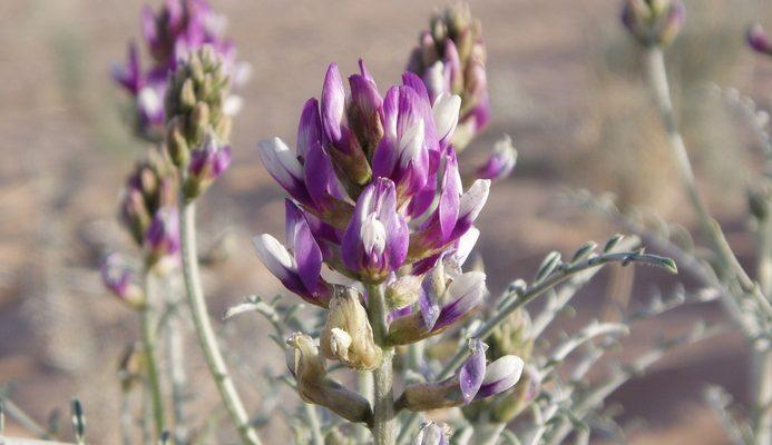 Astragalus magdalenae var. peirsonii